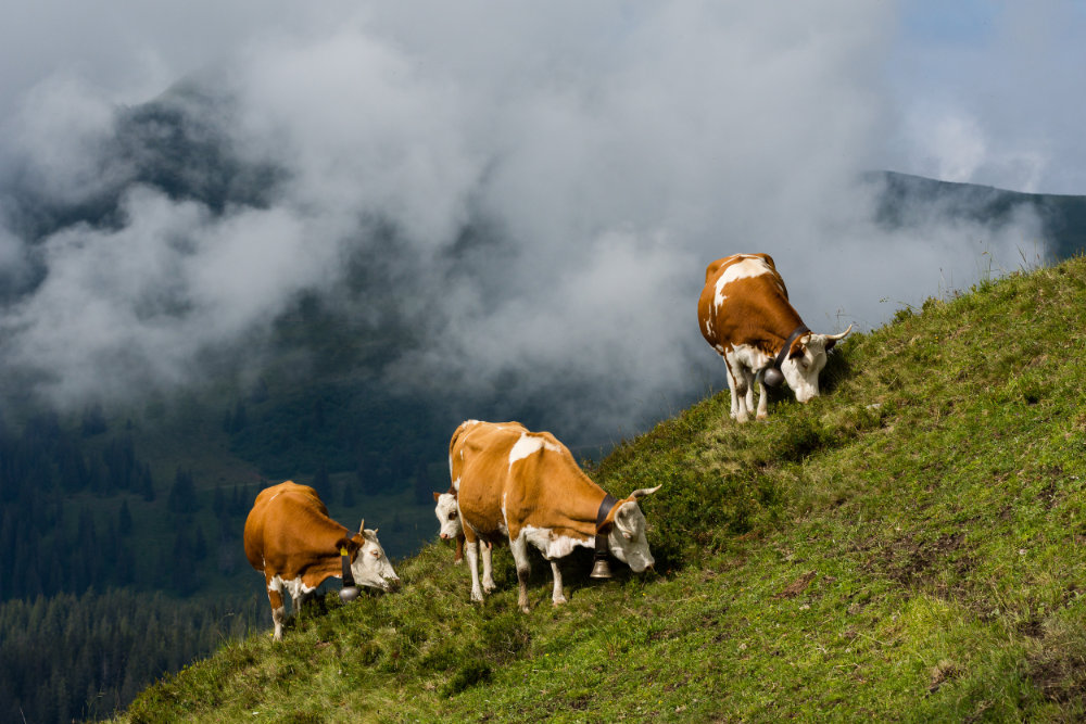 PolitPalaver mit Boris Previšić, Direktor des Urner Instituts Kulturen der Alpen